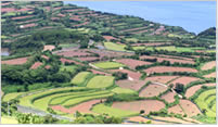 Terraced paddies