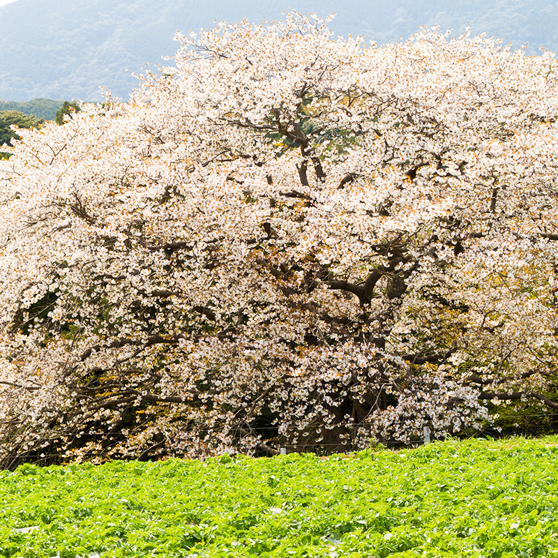 慈眼桜