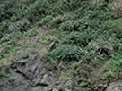 9.阿値賀島とハマベノギク