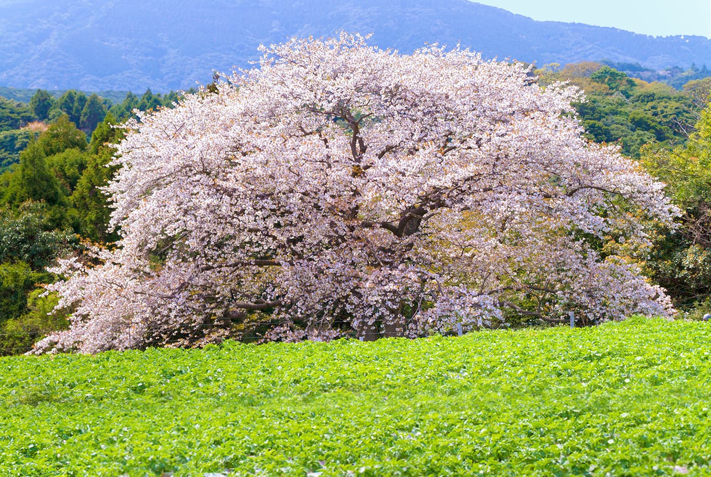 春の平戸 桜