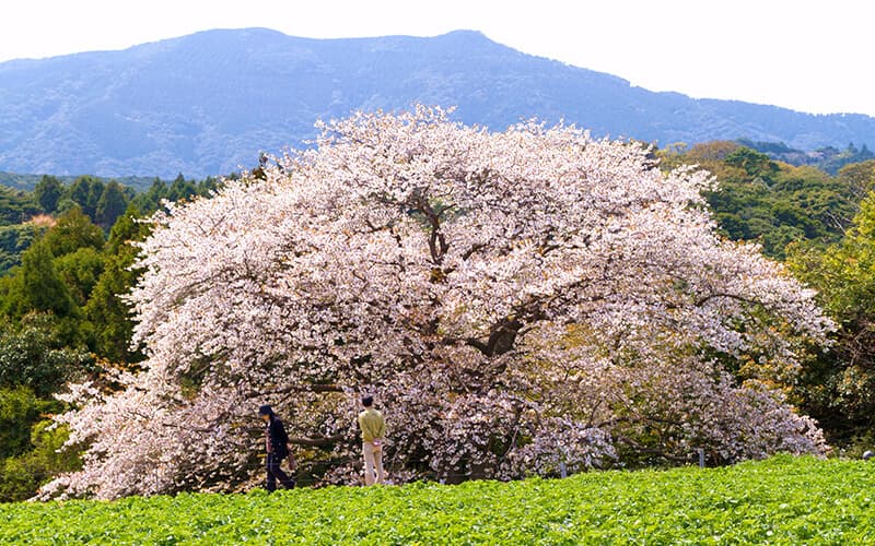 慈眼桜