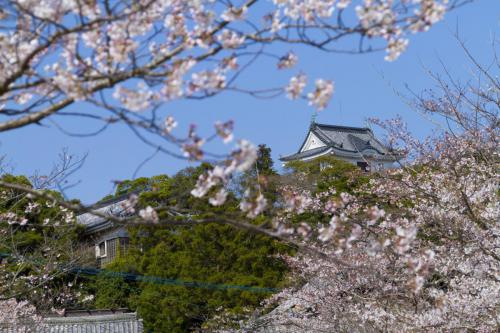 平戸城と桜１０