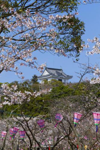 平戸城と桜８