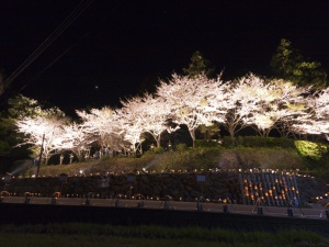 夜桜